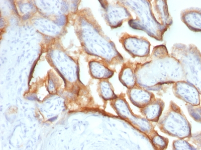 Formalin-fixed, paraffin-embedded human Placenta stained with hCG alpha Monoclonal Antibody (SPM552).