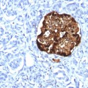 Formalin-fixed, paraffin-embedded human Pancreas stained with Chromogranin A Recombinant Rabbit Monoclonal Antibody (CHGA/1815R).