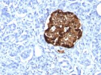 Formalin-fixed, paraffin-embedded human Pancreas stained with Chromogranin A Recombinant Rabbit Monoclonal Antibody (CHGA/1815R).