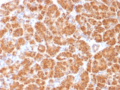 Formalin-fixed, paraffin-embedded Human Pancreas stained with Clathrin, LC Monoclonal Antibody (CLC/1421).
