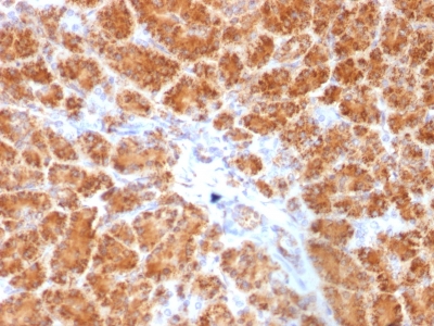 Formalin-fixed, paraffin-embedded Human Pancreas stained with Clathrin, LC Monoclonal Antibody (SPM174).