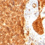 Formalin-fixed, paraffin-embedded human Fetal Liver stained with Alexa Fluor® P Monoclonal Antibody (SPM334).