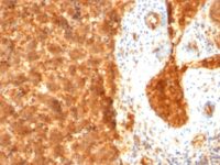 Formalin-fixed, paraffin-embedded human Fetal Liver stained with Alexa Fluor® P Monoclonal Antibody (SPM334).