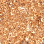 Formalin-fixed, paraffin-embedded human Fetal Liver stained with Alexa Fluor® P Monoclonal Antibody (C2 + C3 + MBS-12).