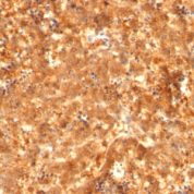 Formalin-fixed, paraffin-embedded human Fetal Liver stained with Alexa Fluor® P Monoclonal Antibody (C2 + C3 + MBS-12).