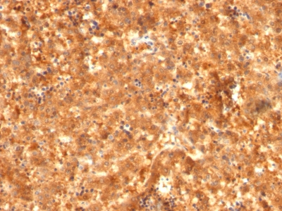 Formalin-fixed, paraffin-embedded human Fetal Liver stained with Alexa Fluor® P Monoclonal Antibody (C2 + C3 + MBS-12).