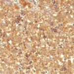 Formalin-fixed, paraffin-embedded human Fetal Liver stained with Alexa Fluor® P Monoclonal Antibody (MBS-12).