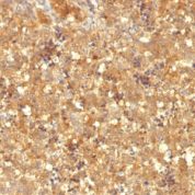 Formalin-fixed, paraffin-embedded human Fetal Liver stained with Alexa Fluor® P Monoclonal Antibody (MBS-12).