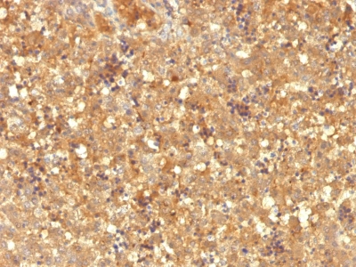 Formalin-fixed, paraffin-embedded human Fetal Liver stained with Alexa Fluor® P Monoclonal Antibody (MBS-12).