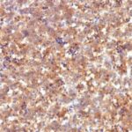 Formalin-fixed, paraffin-embedded human Fetal Liver stained with Alexa Fluor® P Monoclonal Antibody (C2).