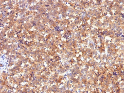 Formalin-fixed, paraffin-embedded human Fetal Liver stained with Alexa Fluor® P Monoclonal Antibody (C2).