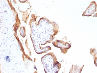 Formalin-fixed, paraffin-embedded human Placenta stained with EGFR Monoclonal Antibody (SPM622).
