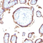 Formalin-fixed, paraffin-embedded human Placenta stained with EGFR Monoclonal Antibody (GFR1195).