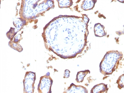 Formalin-fixed, paraffin-embedded human Placenta stained with EGFR Monoclonal Antibody (GFR1195).