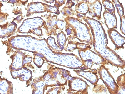 Formalin-fixed, paraffin-embedded human Placenta stained with EGFR Monoclonal Antibody (31G7 + GFR1195).