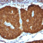 Formalin-fixed, paraffin-embedded Human Cerebellum stained with NSE gamma Monoclonal Antibody (ENO2/1375).