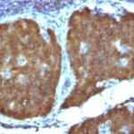 Formalin-fixed, paraffin-embedded Mouse Pancreas stained with NSE gamma Monoclonal Antibody (ENO2/1462).