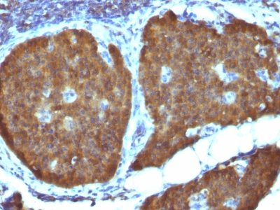 Formalin-fixed, paraffin-embedded Mouse Pancreas stained with NSE gamma Monoclonal Antibody (ENO2/1462).