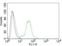 Flow Cytometry of human ER beta on BT474 Cells. Black: Cells alone; Grey: Isotype Control; Green: Alexa Fluor® 488-labeled ER beta Monoclonal Antibody (Erb455).