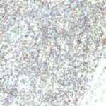 Formalin-fixed, paraffin-embedded human Spleen stained with ETS1 Monoclonal Antibody (ETS1/1282).