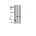 Western Blot of Recombinant, Panc-28 and PANC1 Cell Lysates Using CELA3B MAb (CELA3B/1218).