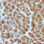 Formalin-fixed, paraffin-embedded Rat Pancreas stained with CELA3B Monoclonal Antibody (CELA3B/1257).