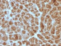 Formalin-fixed, paraffin-embedded Rat Pancreas stained with CELA3B Monoclonal Antibody (CELA3B/1257).