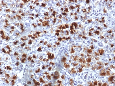 Formalin-fixed, paraffin-embedded Human Pancreas stained with CELA3B Monoclonal Antibody (CELA3B/1757)