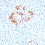 Formalin-fixed, paraffin-embedded Human Pancreas stained with Ferritin, Light Chain Monoclonal Antibody (FTL/1389).