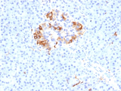Formalin-fixed, paraffin-embedded Human Pancreas stained with Ferritin, Light Chain Monoclonal Antibody (FTL/1389).