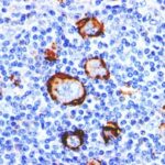 FACS analysis of human Monocytes using CD15 Monoclonal Antibody (Leu-M1).