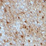 Formalin-fixed, paraffin-embedded Rat Cerebellum stained with GFAP Monoclonal Antibody (GA-5 + ASTRO/789).