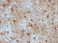 Formalin-fixed, paraffin-embedded Rat Cerebellum stained with GFAP Monoclonal Antibody (GA-5 + ASTRO/789).