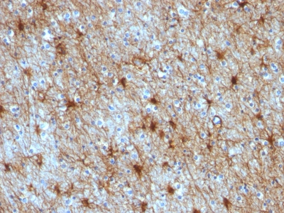 Formalin-fixed, paraffin-embedded Rat Cerebellum stained with GFAP Monoclonal Antibody (GA-5 + ASTRO/789).
