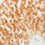 Formalin-fixed, paraffin-embedded human Tonsil stained with Connexin 32 Monoclonal Antibody (GJB1/1753)