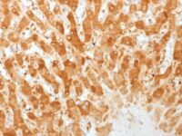 Formalin-fixed, paraffin-embedded human Tonsil stained with Connexin 32 Monoclonal Antibody (GJB1/1753)