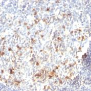 Formalin-fixed, paraffin-embedded human Tonsil stained with CD57 Monoclonal Antibody (HNK-1).