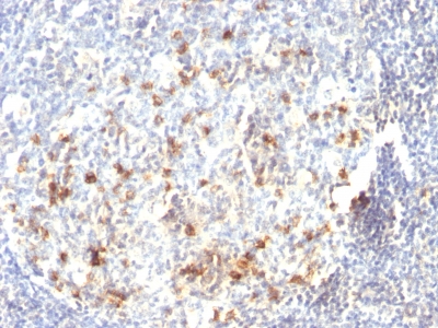 Formalin-fixed, paraffin-embedded human Tonsil stained with CD57 Monoclonal Antibody (HNK-1).