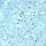 Formalin-fixed, paraffin-embedded human Tonsil stained with CD57 Monoclonal Antibody (SPM527).