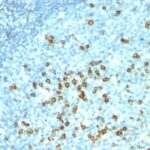 Formalin-fixed, paraffin-embedded human Tonsil stained with CD57 Monoclonal Antibody (HNK-1 + NK-1).