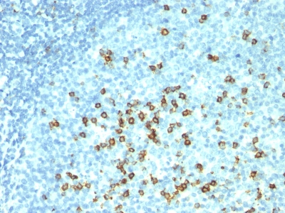 Formalin-fixed, paraffin-embedded human Tonsil stained with CD57 Monoclonal Antibody (HNK-1 + NK-1).