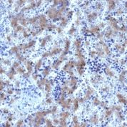 Formalin-fixed, paraffin-embedded human Fetal Liver stained with Glypican-3 Recombinant Rabbit Monoclonal Antibody (GPC3/1534R)
