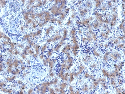 Formalin-fixed, paraffin-embedded human Fetal Liver stained with Glypican-3 Recombinant Rabbit Monoclonal Antibody (GPC3/1534R)