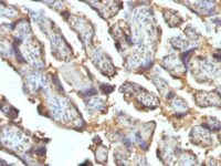 Formalin-fixed, paraffin-embedded human Placenta stained with Galectin-13 / PP13 Monoclonal Antibody (PP13/1162).