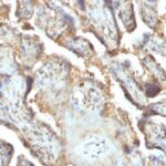 Formalin-fixed, paraffin-embedded human Placenta stained with Galectin-13 / PP13 Monoclonal Antibody (PP13/1165).