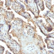 Formalin-fixed, paraffin-embedded human Placenta stained with Galectin-13 / PP13 Monoclonal Antibody (PP13/1165).