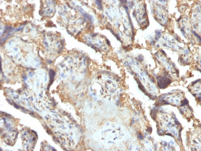 Formalin-fixed, paraffin-embedded human Placenta stained with Galectin-13 / PP13 Monoclonal Antibody (PP13/1165).
