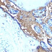 Formalin-fixed, paraffin-embedded human Placenta Stained with Glycophorin A Monoclonal Antibody (JC159)