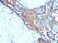 Formalin-fixed, paraffin-embedded human Placenta Stained with Glycophorin A Monoclonal Antibody (JC159)