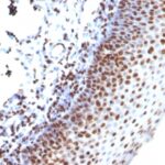 Formalin-fixed, paraffin-embedded human Tonsil stained with Histone H1 Monoclonal Antibody (SPM256)